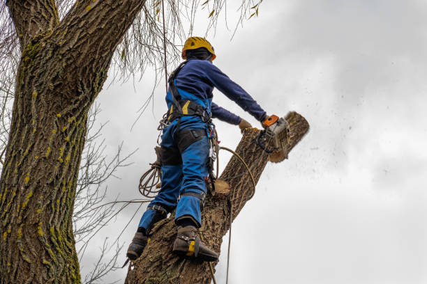 Professional Tree Service in One Loudoun, VA